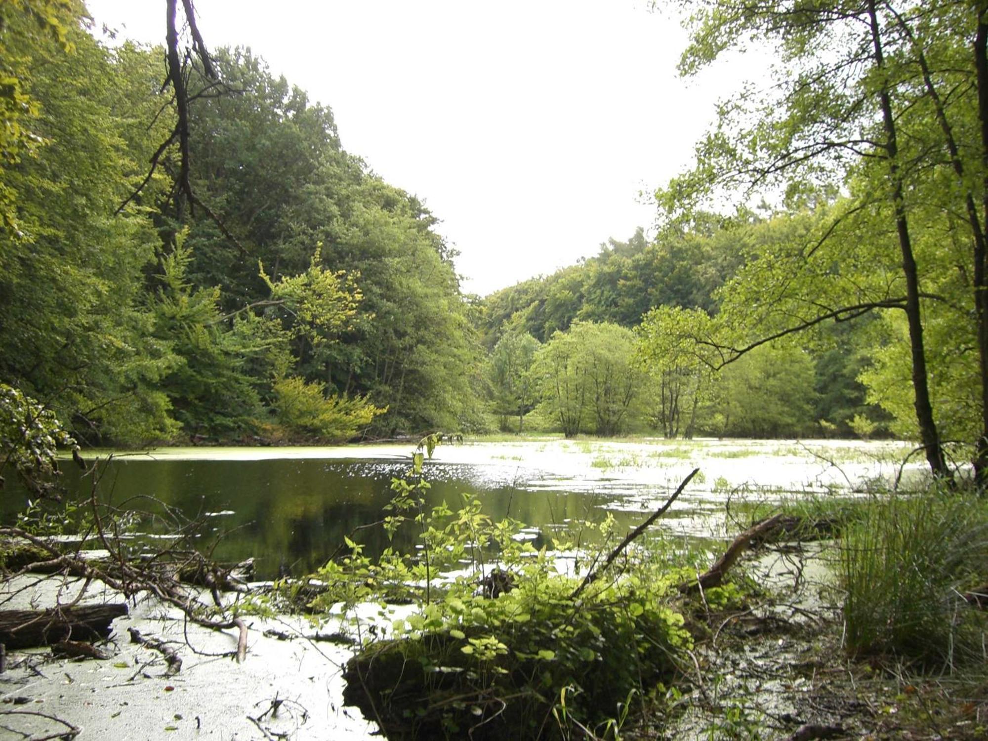 Appartementhaus Sonnenbad App 04 Sassnitz Eksteriør billede
